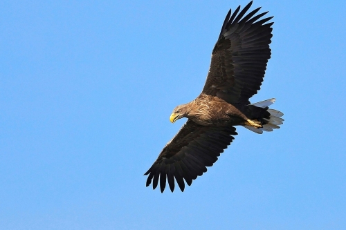 Zeearend vliegend Arkemheen vogelexcursie Vogelwachter Adriaan