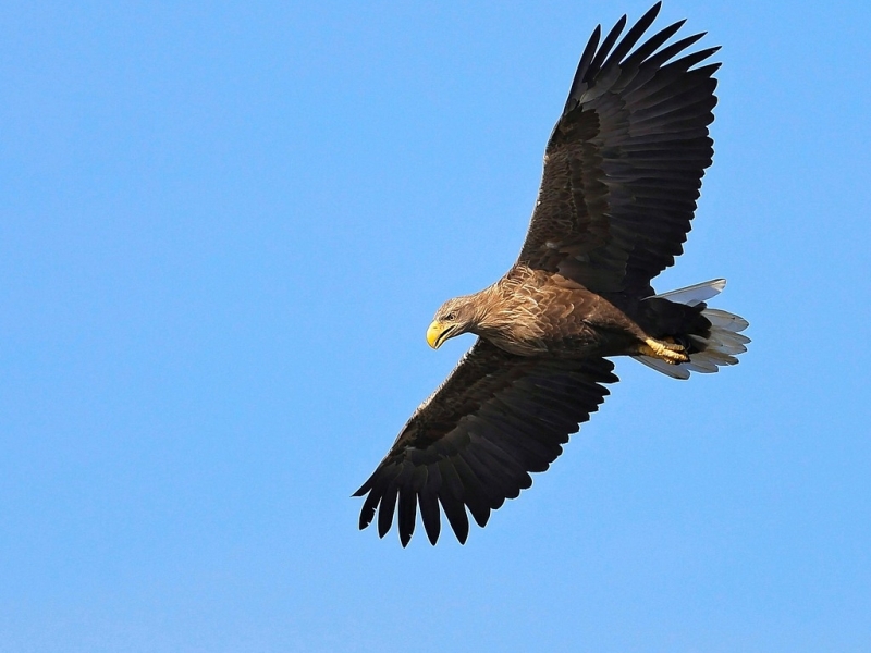 Zeearend vliegend Arkemheen vogelexcursie Vogelwachter Adriaan