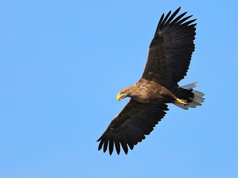 Zeearend vliegend Arkemheen vogelexcursie Vogelwachter Adriaan