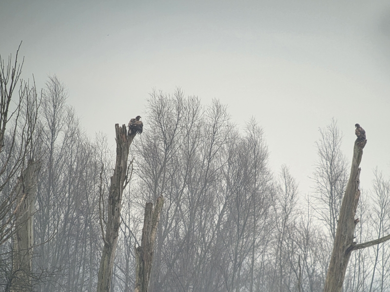 Zeearenden Brabantse Biesbosch tijdens vogelexcursie Vogelwachter Adriaan