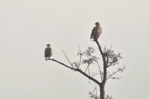 Zeearenden in boom tijdens vogelexcursie Brabantse Biesbosch vogels kijken