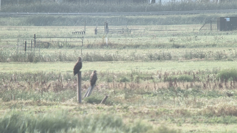 Zeearenden op paal tijdens vogelexcursie polder Arkemheen Vogelexcursie vogels spotten Polder Arkemheen