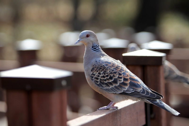 Zomertortel Vogelspotchallenge