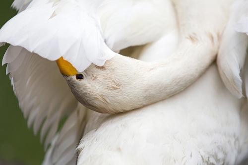Zwanen Polder Arkemheen vogelexcursie Vogelwachter Adriaan