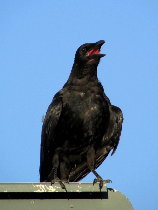 Zwarte Kraai met bek open vanwege hitte warmte vogels kijken