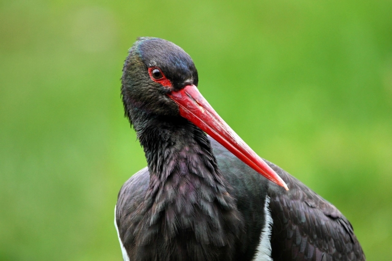 Zwarte Ooievaar vogels kijken vogelspotten