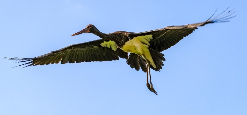 Zwarte Ooievaar in vlucht