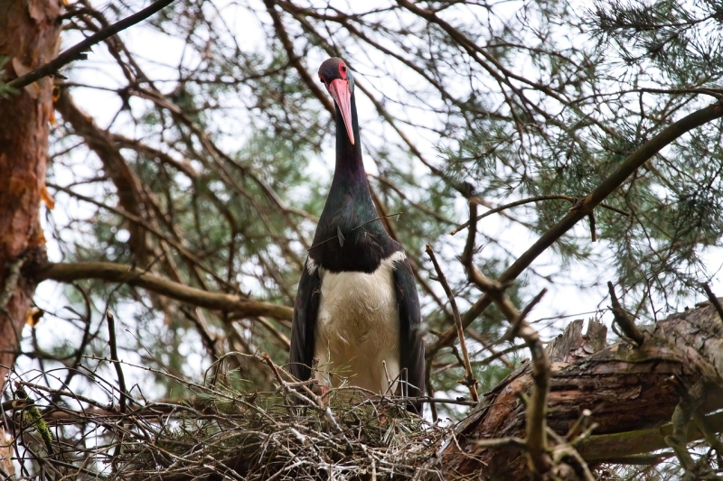 Zwarte Ooievaar vogels kijken vogelspotten