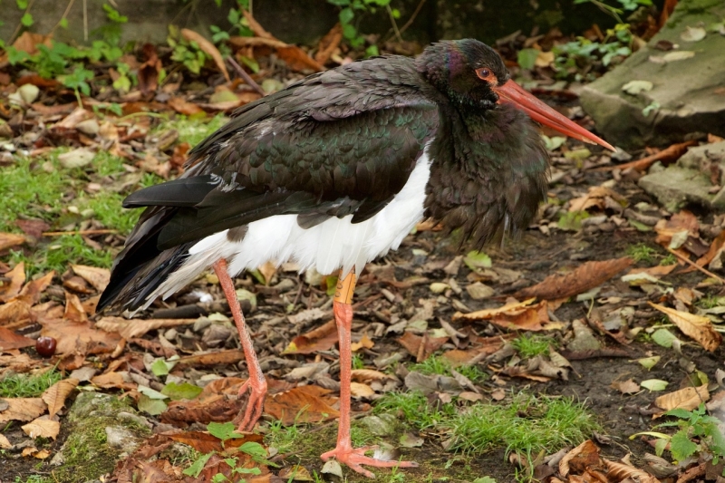 Zwarte Ooievaar vogels kijken vogelspotten
