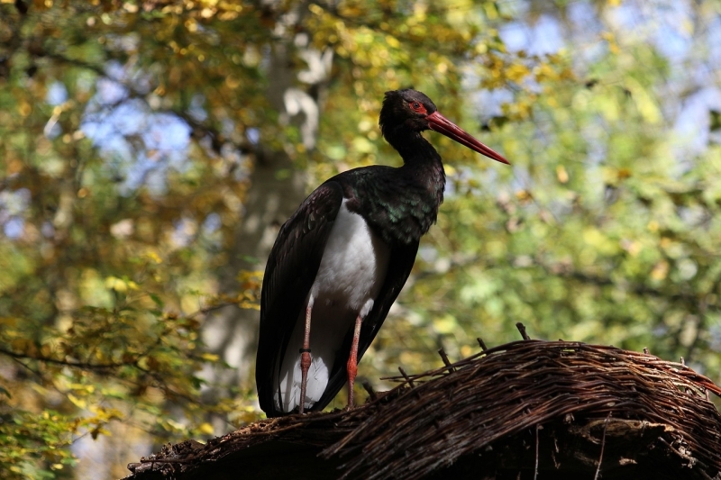 Zwarte Ooievaar vogels kijken vogelspotten