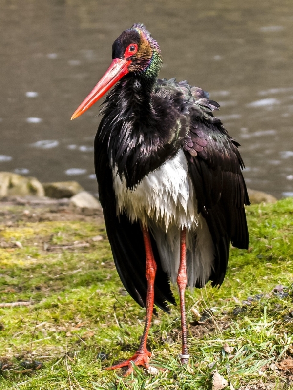 Zwarte Ooievaar vogels kijken vogelspotten