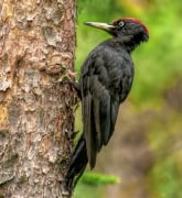 Zwarte Specht Edese Bos Spechtensafari