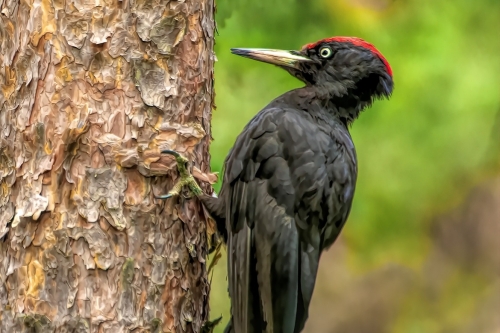 Zwarte Specht Edese Bos Spechtensafari