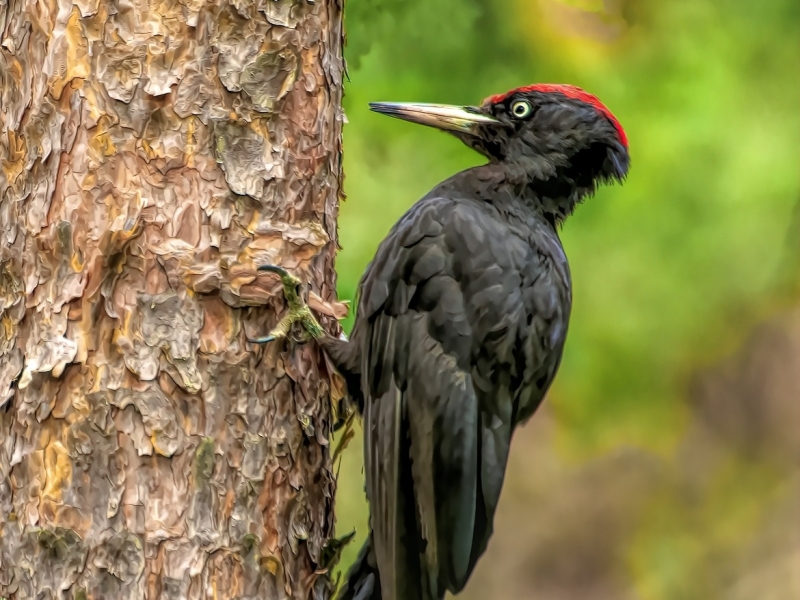 Zwarte Specht Edese Bos Spechtensafari