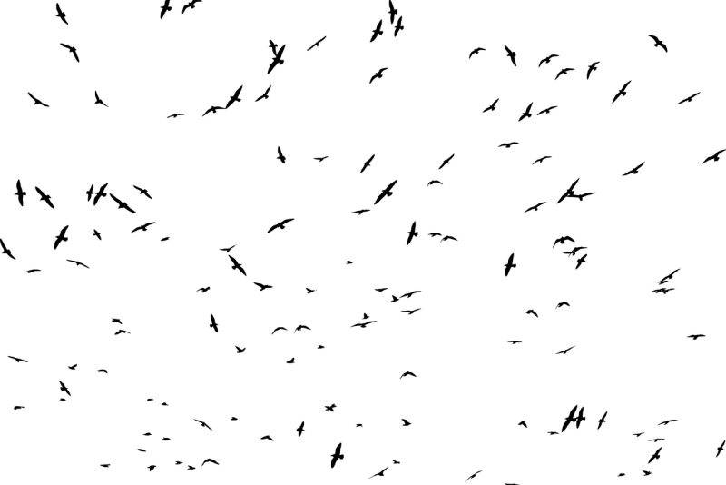 zwerm vogels
