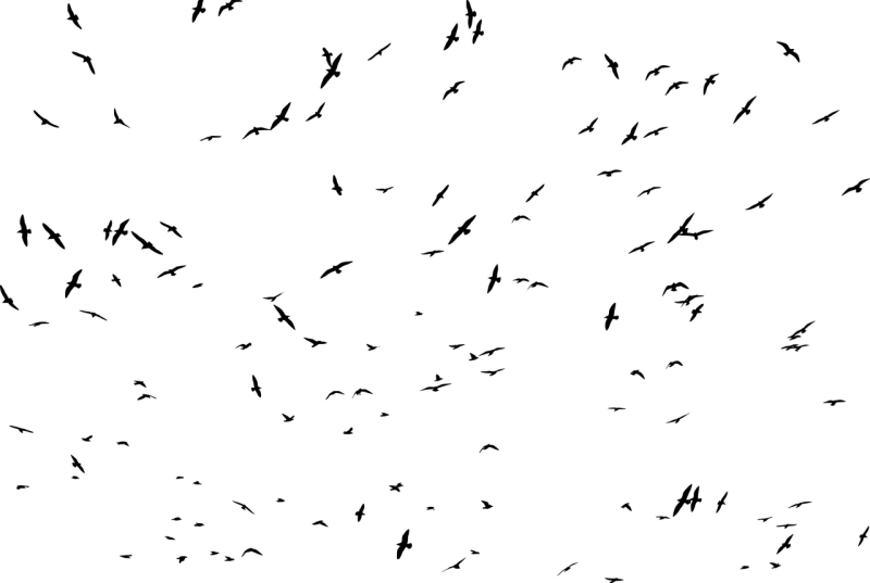 zwerm vogels