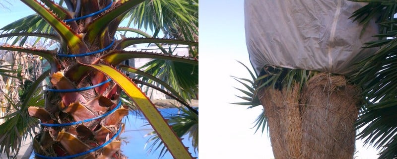 Palmboom vorstbestendig
