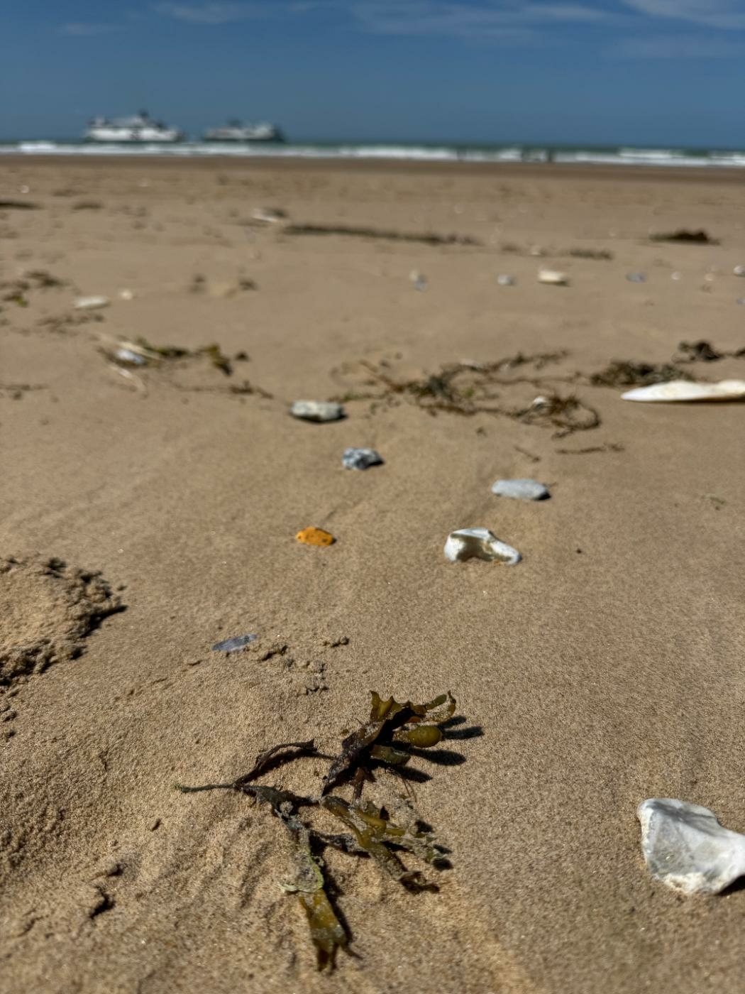 Schelpen en zeewier op het strand van Calais kleine details zien Schelpen en zeewier op het zand bij Calais, kleine details die je met ontspannen ogen kunt zien