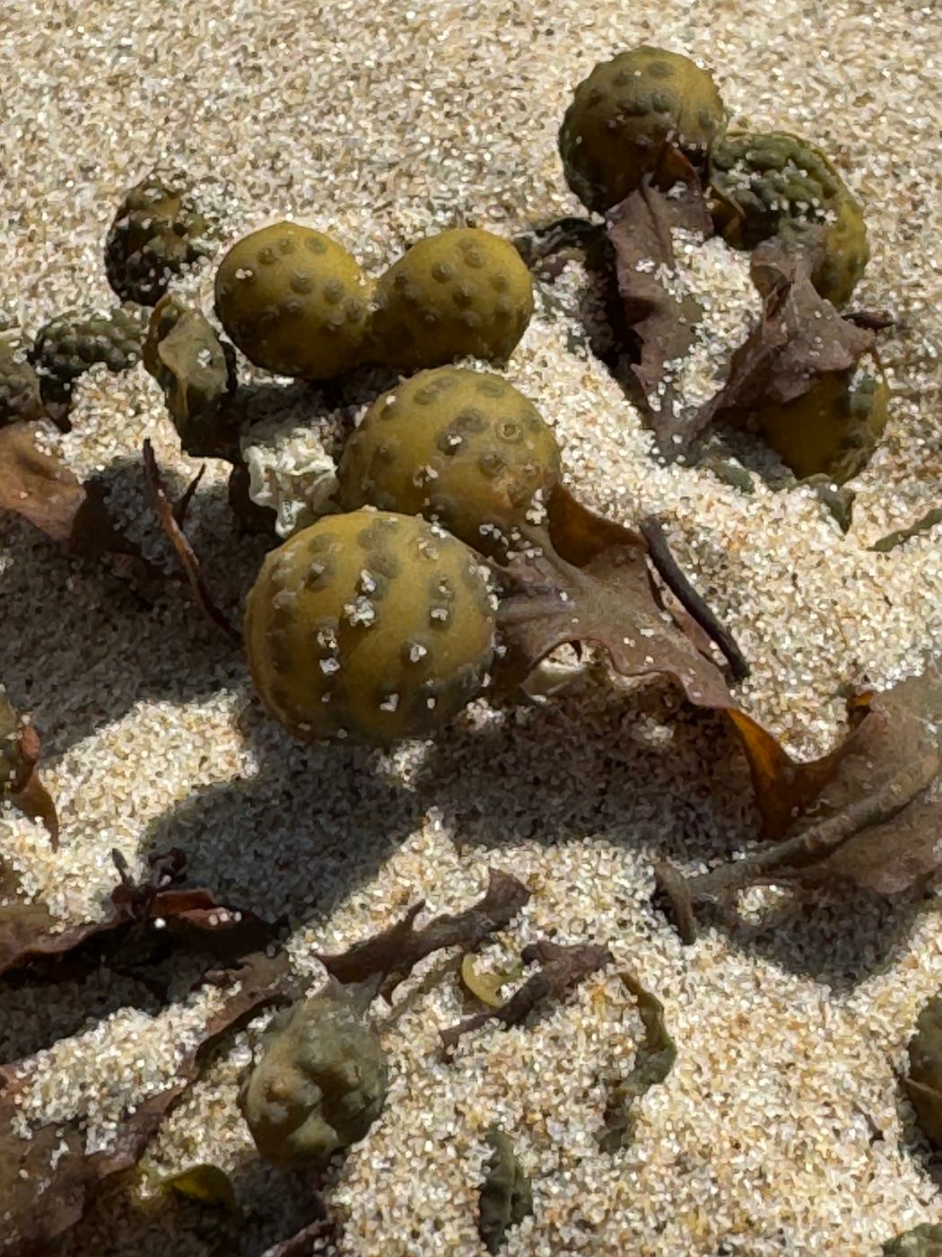 Zeewierbolletjes in het zand verwondering om kleine details Close up van ronde zeewierbolletjes bedekt met zandkorrels op het strand van Calais