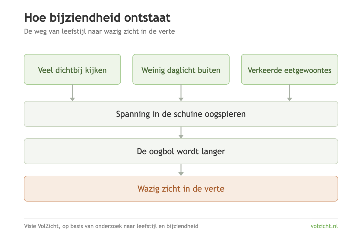 Hoe bijziendheid ontstaat: van leefstijl naar wazig zicht Schema: veel dichtbij kijken, weinig daglicht buiten en verkeerde eetgewoontes geven spanning in de schuine oogspieren, waardoor de oogbol langer wordt en het zicht in de verte wazig