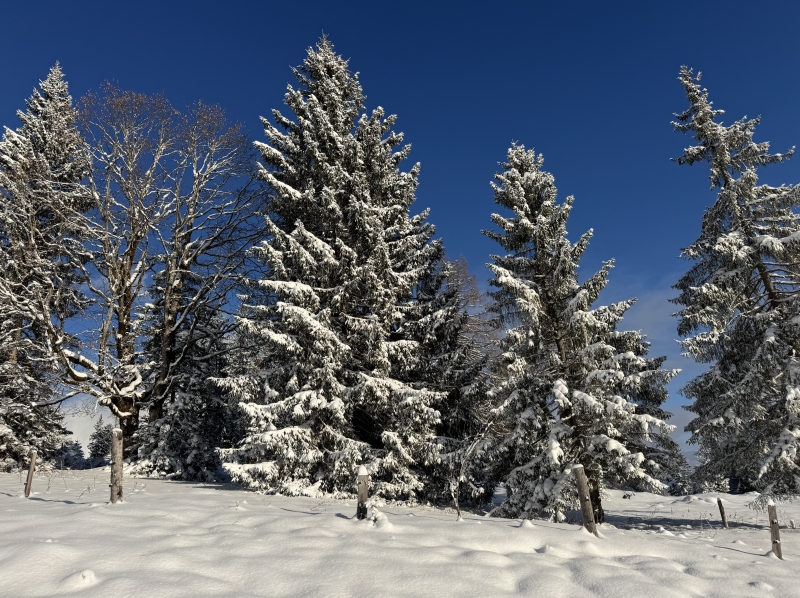 Verandering en acceptatie luisteren naar wat het leven nu vraagt