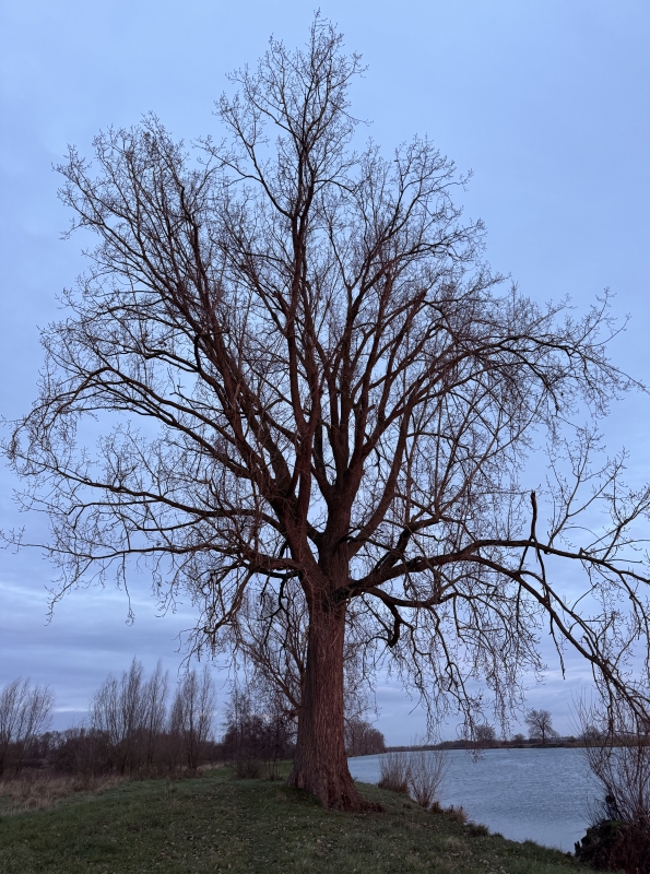 Wat is jouw wens voor 2026