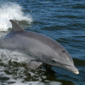 dolfijn springt