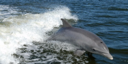 dolfijn springt