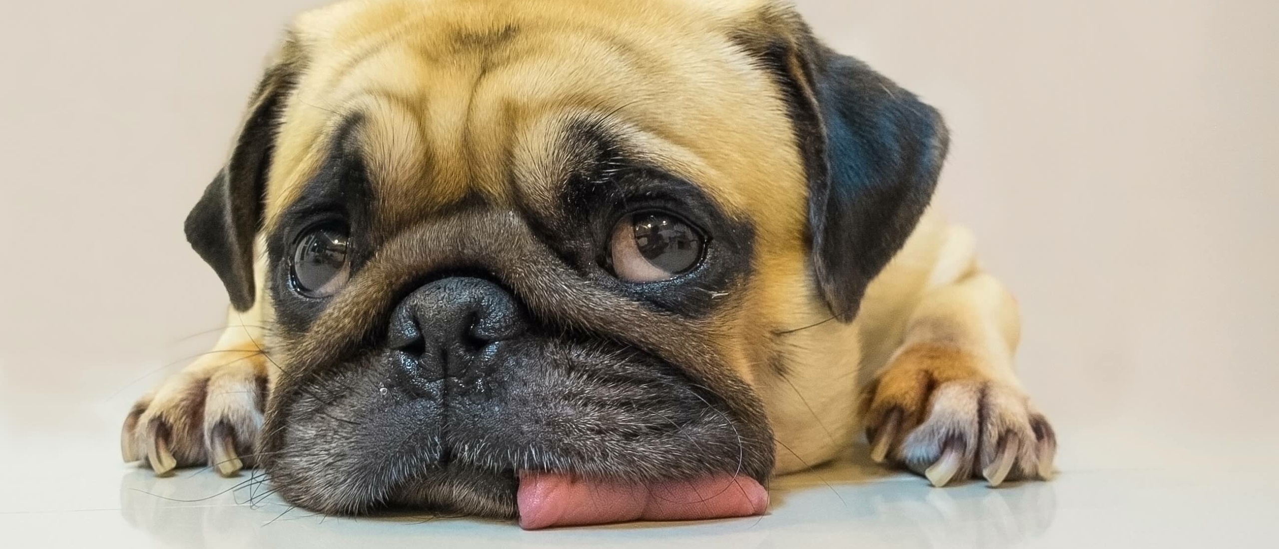 Je hond is je trouwste vriend; hoe kun je hem verwennen?