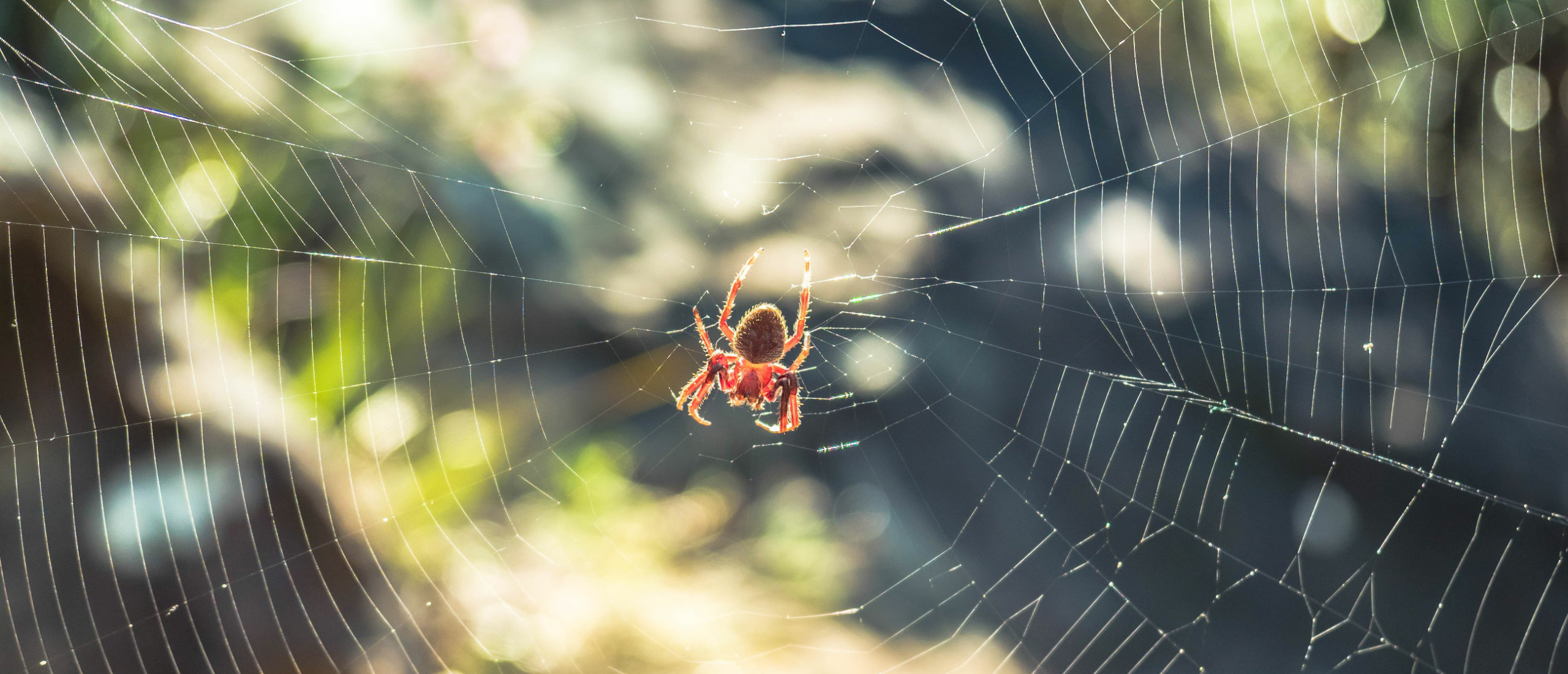 Spinnen verjagen: Waar kunnen spinnen niet tegen?