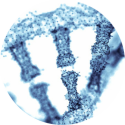 dna met watermoleculen dna met watermoleculen