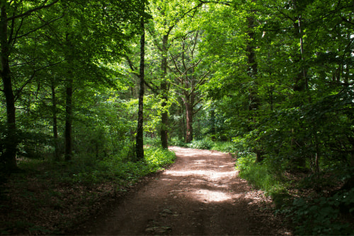 De uitgestrekte bossen - Camping de Veldzoom - Voorbeeld Website voor Camping