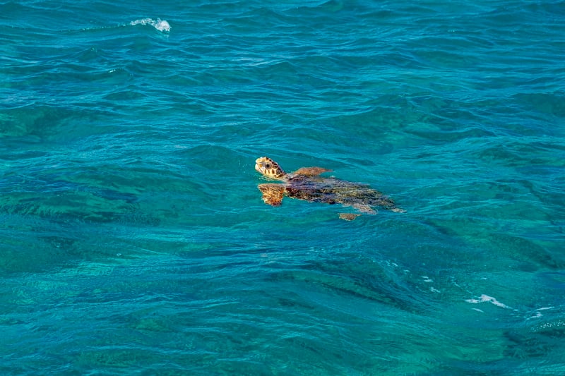 beste-plekken-om-te-snorkelen-in-europa-griekenland-zeeschildpad