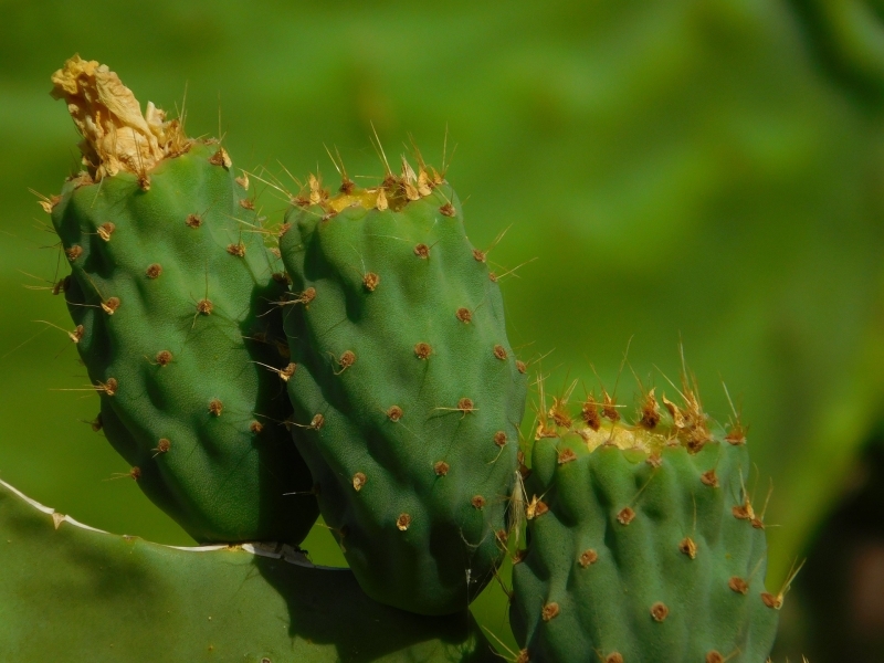 dingen-om-te-doen-op-gran-canaria-cactustuin-cactualdea