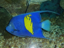 hurghada-egypte-angelfish