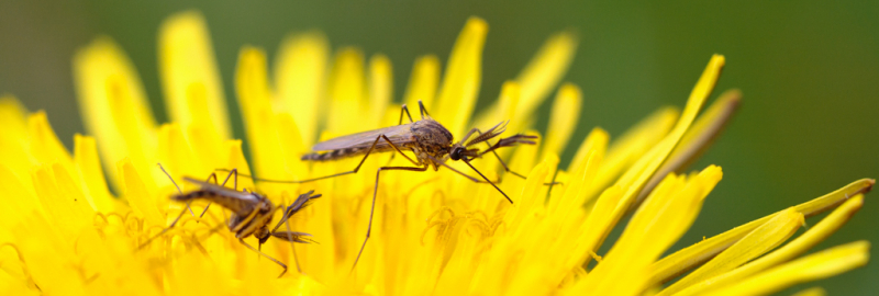 insectenspray-kopen-muggen-bloem