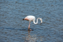 stedentrip-cagliari-flamingo