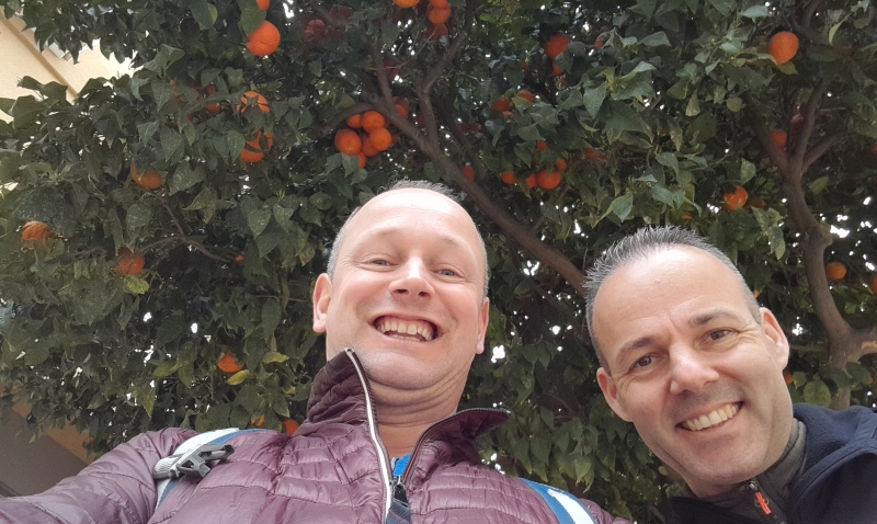stedentrip-castellon-de-la-plana-sinaasappelboom