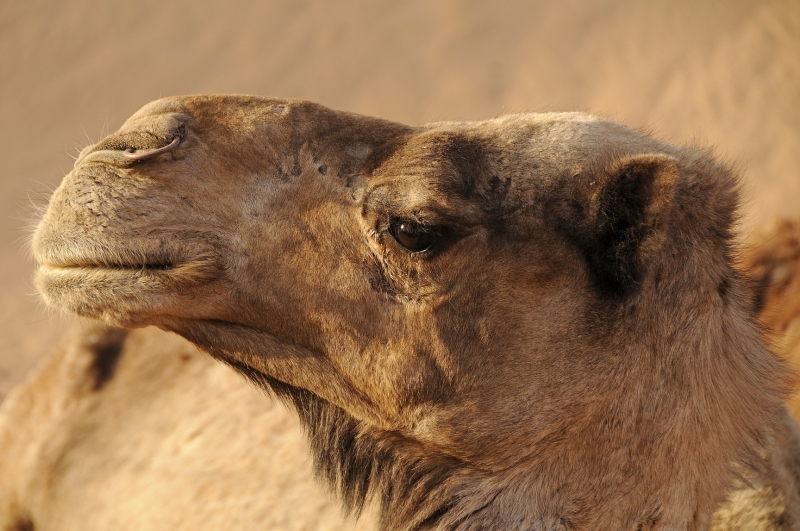 stedentrip-marrakech-marokko-woestijn-kameel