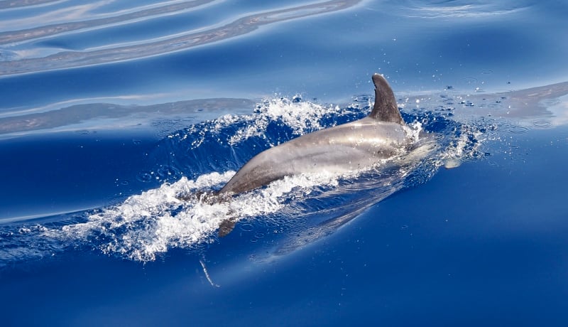 vakantie-madeira-dolfijnen-spotten