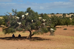 vakantie-marokko-geiten