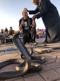 vakantie-marokko-slangenbezweerders-cobra