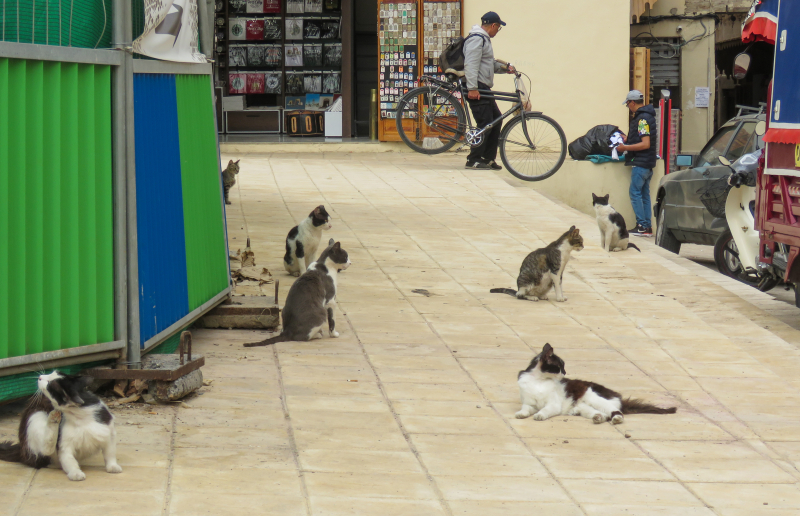 vakantie-marokko-tips-katten-op-straat