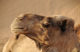 vakantie-marokko-woestijn-kameel