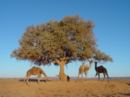 vakantie-naar-marokko-boom