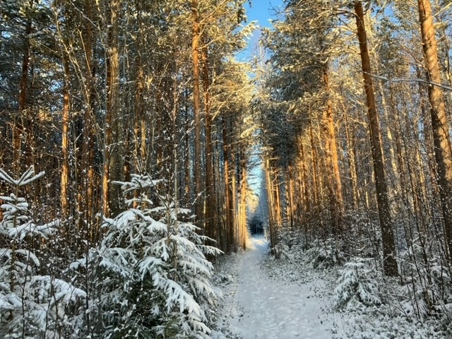 vakantie-naar-zweden-sneeuw-bossen