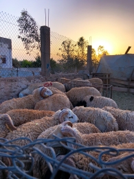 van-weeze-naar-oujda-schapen