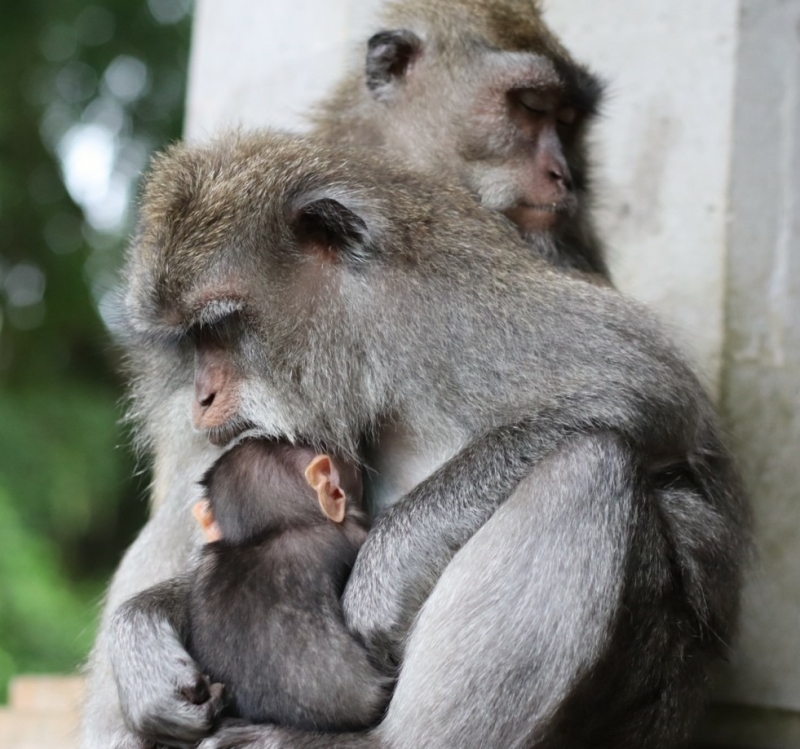 wat-te-doen-in-ubud-monkey-forest-in-ubud