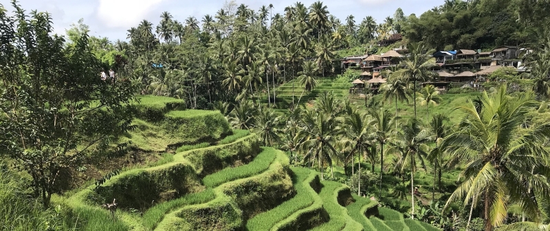 wat-te-doen-ubud-rijstvelden