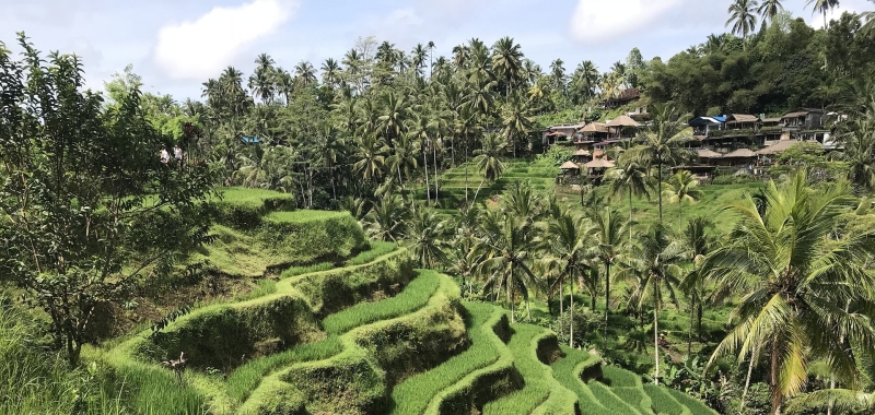 wat-te-doen-ubud-rijstvelden